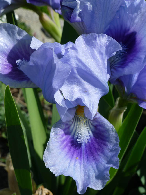 Iris pumila 'bleu' photo